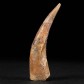 Versteinerter Pterosaurus Flugsaurier Zahn ca. 3,9 cm lang
