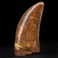 Toller scharf gezackter versteinerter Raubsaurier Zahn von Carcharodontosaurus