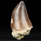 Mosasaurus Zahn von Prognathodon sp. zum Kaufen