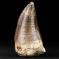Fossilien Reptilien Zaehne von Mosasaurus Prognathodon sp.