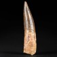 Fossilien online versteinerter Raubsaurier Zah aus der Kreidezeit
