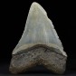Otodus megalodon versteinerter Haizahn 9 cm