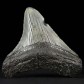 Versteinerter Megalodon Riesenhai Zahn