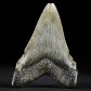 versteinerter Megalodon Haizahn ca. 5 cm lang
