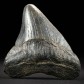 Megalodon Haizahn 5,4 cm aus dem Miozän