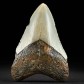 Fossilien Geschenkideen versteinerter Megalodon Haizahn 