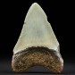 Fossilien versteinerter Riesenhai Zahn Otodus megalodon 7 cm