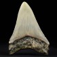 Megalodon Riesenhai Zahn ca. 8,5 cm lang