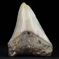 Otodus megalodon versteinerter Haifisch Zahn aus dem Miozän