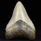 8,1 cm Megalodon Riesenhai Zahn mit Serrations aus South Carolina