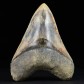 XXL Megalodon Haizahn mit Serrations 12,5 cm