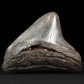 Megalodon Haifisch Zahn 6,1 cm 