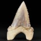 Fossilien Haizahn Palaeocarcharodon orientalis