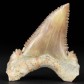Fossilien Haizahn Palaeocarcharodon orientalis