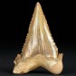 Fossilien aus Marokko versteinerter Haizahn Palaeocarcharodon