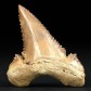 Scharfer versteinerter Haizahn von Palaeocarcharodon orientalis 