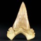 Palaeocarcharodon orientalis versteinerter Haizahn aus Marokko