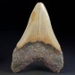 Megalodon Haizahn aus South Carolina