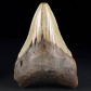 Versteinerter Haifisch Zahn Otodus megalodon