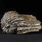 Fossilien sammeln versteinerter Wollhaarmammut Backenzahn