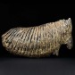 Sehr großer Mammut Backenzahn Mammuthus primigenius