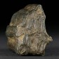 Fossilien versteinerter Pferdezahn Equus occidentalis