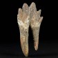 Fossilien Basilosaurus Backenzahn aus dem Eozän von Westsahara, Marokko