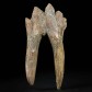 Seltener versteinerter Backenzahn von Basilosaurus Urwal aus dem Eozän
