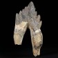 11 cm Basilosaurus Backenzahn aus dem Eozän von Marokko. Selten!