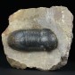 Fossilien Trilobiten Paralejurus rehamnanus