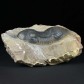 Schöner Devon Trilobit Paralejurus rehamnanus