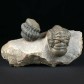 Trilobiten auf Matrix aus dem Unterdevon