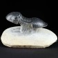 Freipräparierter Devon Trilobit Paralejurus rehamnanus