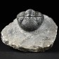 Eindrucksvoller versteinerter Trilobit Phacops sp.