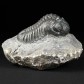 Toller versteinerter Trilobit mit Facettenaugen Phacops sp.
