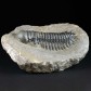 Gut erhaltener Devon Trilobit Cheirurus (Crotalocephalina) gibbus