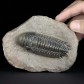 Trilobiten auf Muttergestein Crotalocephalina gibbus aus dem Unterdevon