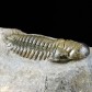 Cheirurus gibbus, Crotalocephalina, Trilobiten aus Marokko