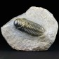Fossilien aus Nordafrika Trilobiten Cheirurus (Crotalocephalina) gibbus