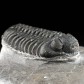 Devon Trilobit Phacops sp. mit Facettenaugen