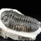 Trilobiten Phacops sp. aus dem Devon von Marokko